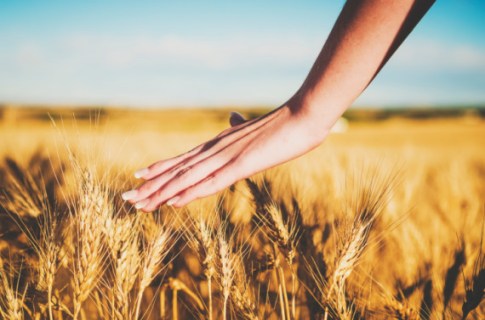 Hand-Wheat-Field-In-HIS-Name-HR-LLC-CLA-Blog-Post-.jpg